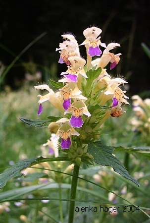 galeopsis speciosa.jpg